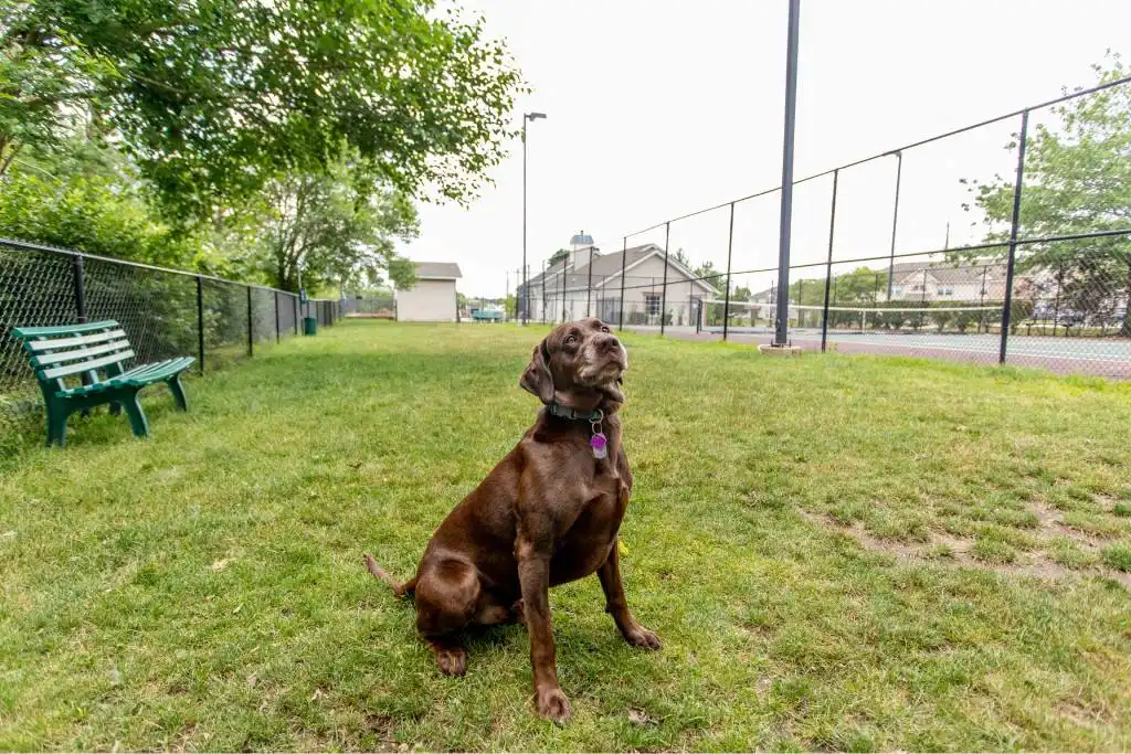 A brown dog with a collar sits on grass near a green bench and chain-link fence in an outdoor park area.